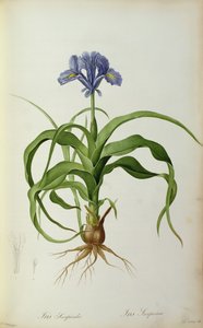 Iris Scorpioides, aus 